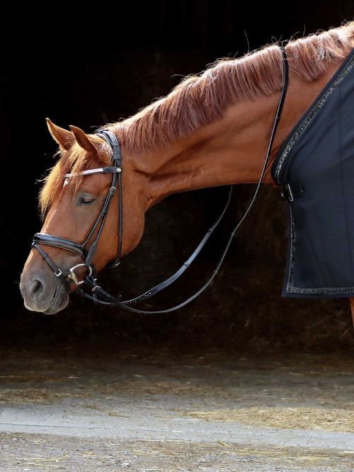 abschwitzdecke-softshell-shine-darkestnight_small